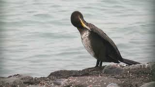 Great Cormorant Phalacrocorax carbo Brouwersdam ZH the Netherlands 30 Nov 2024 20 [upl. by Dodd]