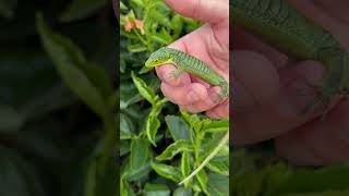 Mexican Alligator Lizard🦎 Abronia Graminea🦎 lizard lizards reptiles [upl. by Adnyc654]