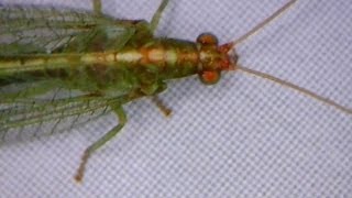 microscope video common green lacewing closeup  Nahaufnahme einer Florfliege [upl. by Nivets]