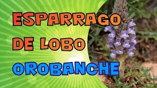 Esparrago de Lobo  Orobanche [upl. by Collette]