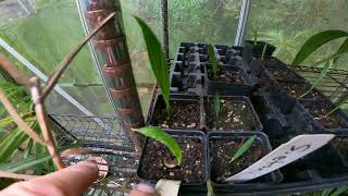 Palm seedling Update Livistona chinensis Sabal etonia amp Sabal palmetto [upl. by Jurdi205]