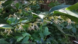 Sarcococca the Sweet Box the most fragrant flowers of the winter blooming plants of my UK garden [upl. by Kwok]