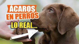 🐶👇SÍNTOMAS y Tratamiento De Los ÁCAROS en PERROS [upl. by Peregrine]