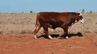 Lot 43 2023 Bendemeer Bull Sale [upl. by Yeldoow774]