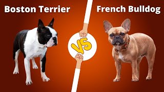 Boston Terrier VS French Bulldog  French Bulldog VS Boston Terrier [upl. by Terej636]