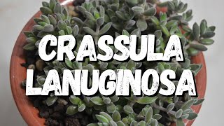 Crassula Lanuginosa Um Guia Desta Suculenta [upl. by Sonitnatsnok]