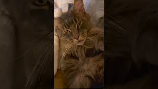 Maine Coon cat want privacy for his bath shorts cats catgrooming [upl. by Aliam]