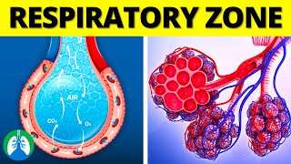 What is the Respiratory Zone of the Lungs [upl. by Eirased292]