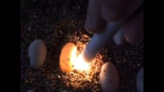 Candling Bearded Dragon eggs [upl. by Yot]