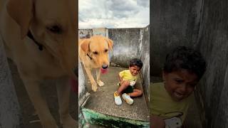 Real story1😔😔kandipa twist iruku😔😔watch till end😢😢labrador doglover goldenretriever puppy [upl. by Tocs]