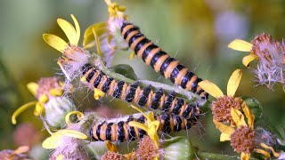 Cinnabar Moth caterpillars feeding on Ragwort UHD 4K [upl. by Nevi]