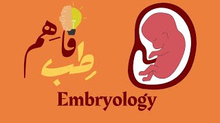 General embryology Spermatogenesis [upl. by Isia162]