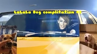 LaLaLa Dog compilation 3 [upl. by Eada]