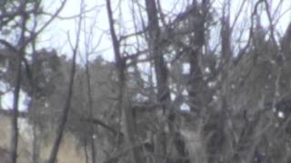 Elk Scouting 2nd Rifle Season Colorado [upl. by Smada]