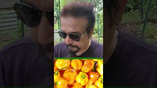 Habanero Pepper Power  Spicy Facts and Tips  Pepper Series youtubeshorts pepper habanero [upl. by Anis]