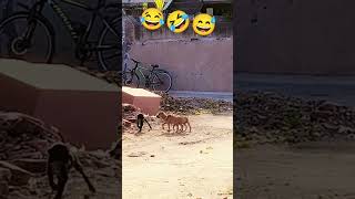 Photo padvo che 😅😅🤣🤣🤣😂😂😂 funny comedy shortvideos viralvideo [upl. by Undis]