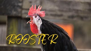 Rooster crowing sounds  Rooster Calling  Rooster crowing in the morning [upl. by Loy]