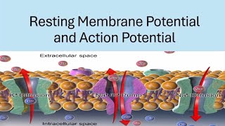 BRS Physiology  Resting membrane potential and Action potential  FCPS Part1 [upl. by Sephira]