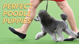 How to Clip amp Trim Your Poodle Puppy  Poodle Grooming [upl. by Kecaj]