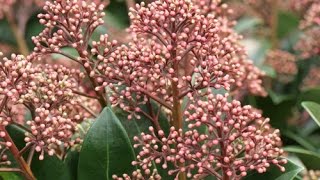 COMMENT BIEN PLANTER UN ARBUSTE EN TERRE DE BRUYÈRE Skimmia japonica [upl. by Ojela]