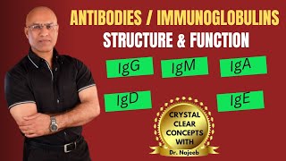 Antibodies  Immunoglobulins  IgG IgM  IgA  IgD  IgE  Immunology [upl. by Kendrah]