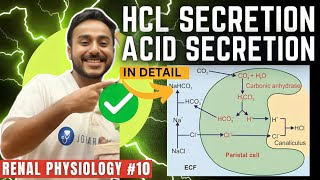 gastric acid secretion physiology  mechanism of HCL secretion physiology  Johari MBBS [upl. by Oivatco]