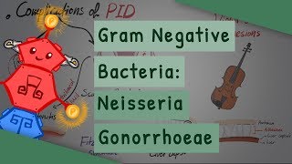 Gram Negative Bacteria Neisseria gonorrhoeae [upl. by Bartolome]