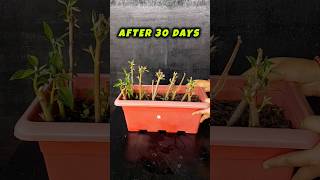 15 Poinsettia Cuttings Challenge Epic Growth Journey [upl. by Acinoda]