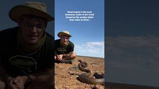 Inland taipan the most venomous snake in the world [upl. by Omixam]