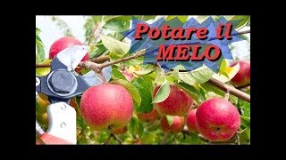 POTARE IL MELO [upl. by Dino]