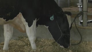 Cows at the Outagamie County Fair Bird Flu [upl. by Tehc]