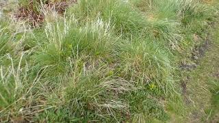 Carmel village green with interesting rare flora Holywell Flintshire Wales UK [upl. by Laflam388]