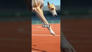 Greyhound vs Cheetah Endurance Wins the Ultimate Race Shorts dogs dogfacts puppies [upl. by Prasad]