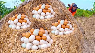 top a mazing videos  pick a lot of duck eggs on the straw at field near the village by lucky hand [upl. by Avictor]