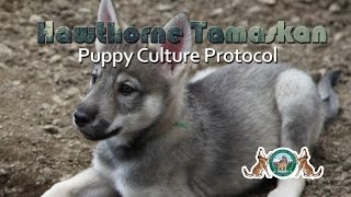 Hawthorne Tamaskan Puppy Culture Protocol [upl. by Stier]