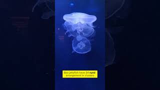 The Box Jellyfish  Deadliest Creature in the Ocean [upl. by Bible]