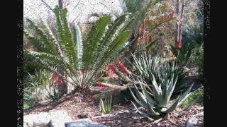 Cycads including Encephalartos  Aloes in a Landscape Pasadena California [upl. by Clawson]