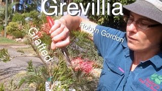 Grafted Grevillea Tree Robyn Gordon  Australian Native Flowering Plants [upl. by Eleirbag60]