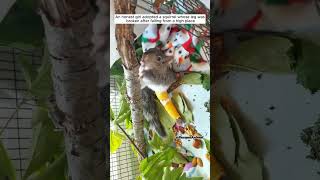 Rescue squirrel kittenrescue rescue squirrel save animals animalrescue [upl. by Nerrot]