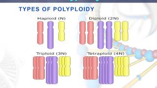 polyploidy [upl. by Middle186]