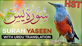 Surah Yaseen  یسن  Yasin  yaseen surah  Daily Quran Tilawat Beautiful awaz mn surah Yaseen 🌱 [upl. by Clareta318]