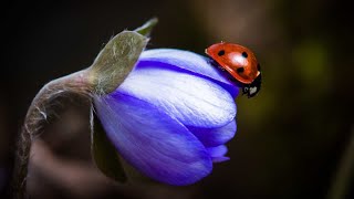 Clear the Fear of Being Unseen with Metatron Sandalphon and Sacred Lady Bug [upl. by Aisul]