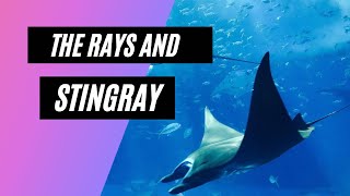 The Rays and Stingrays with videos [upl. by Henig584]