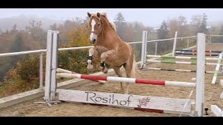 Freispringen der jungen Pferde am Rosihof [upl. by Llenyar705]