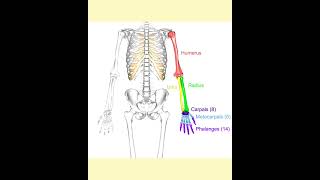 Human forelimb explain [upl. by Enened677]