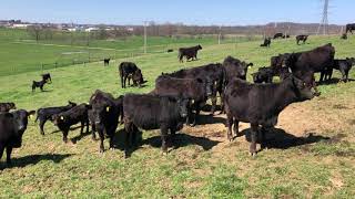 Black cows calves and sunshine [upl. by Sayer]