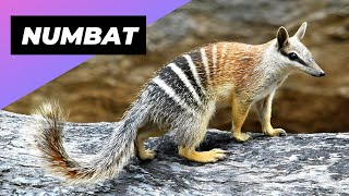 Numbat 🐿 One Of The Rarest Animals In The Wild shorts [upl. by Hew545]