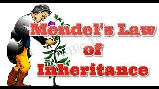 Mendels Law of Inheritance  3 Mendelian Law of Inheritance  AgriBioTech [upl. by Swithbart]