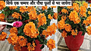 गमले को फूलों से भर के रखता है ये पौधाBest Fertilizer For Crossandra Plant Crossandra Plant Care [upl. by Maurilia]