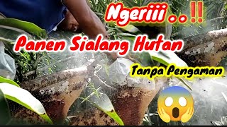 Ngeri Panen Sialang Ketinggian Tanpa Pengaman Viral [upl. by Gnoz]